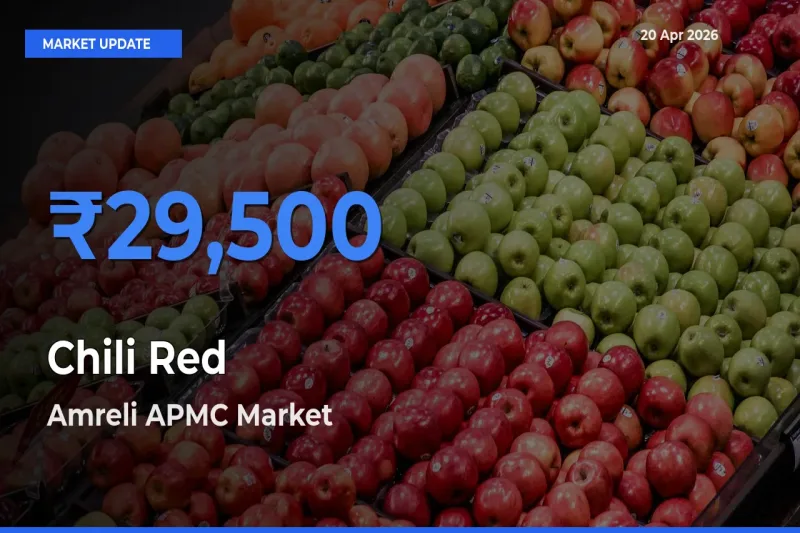 Amreli APMC Emerges as Top Mandi for Chili Red Prices Today