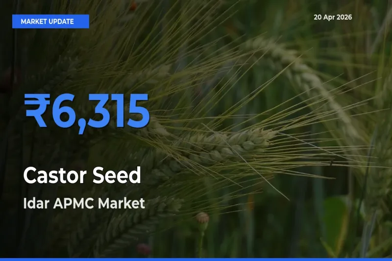 Idar APMC Emerges as Top Mandi for Castor Seed Prices Today
