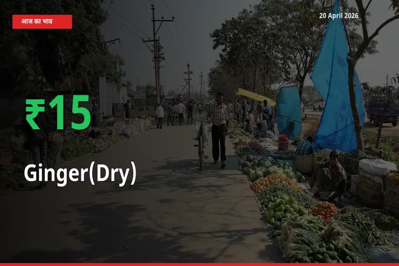 20 April अपडेट: अदरक (सूखा) के दाम मंडी में 15.21% उछले