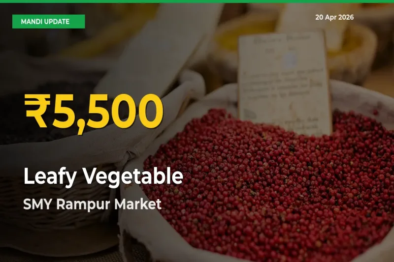 Fresh Record! Leafy Vegetable Price Climbs to New High in SMY Rampur