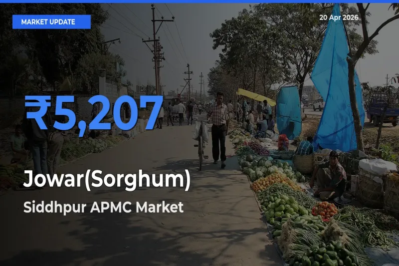 Farmers Prefer Siddhpur APMC as Jowar(Sorghum) Hits Highest Rate