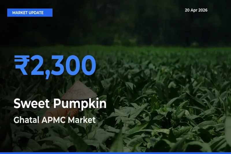 Ghatal APMC Tops Sweet Pumpkin Rates – April 20 Market Update