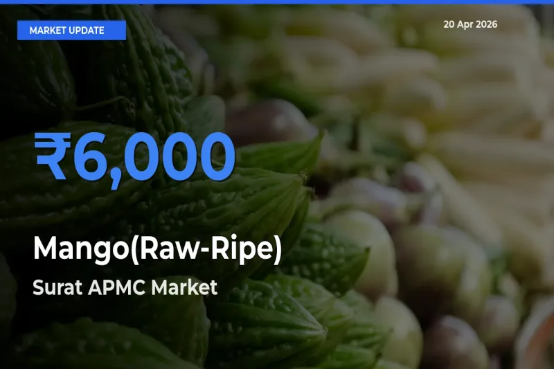 Surat APMC Tops Mango(Raw-Ripe) Mandi Rates Today