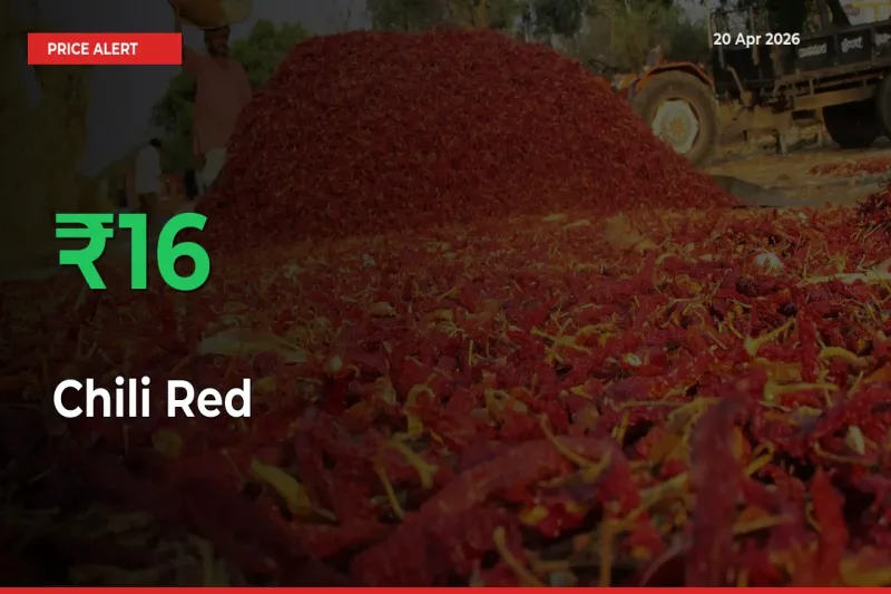 This Mandi Records 15.8% Jump in Chili Red Prices