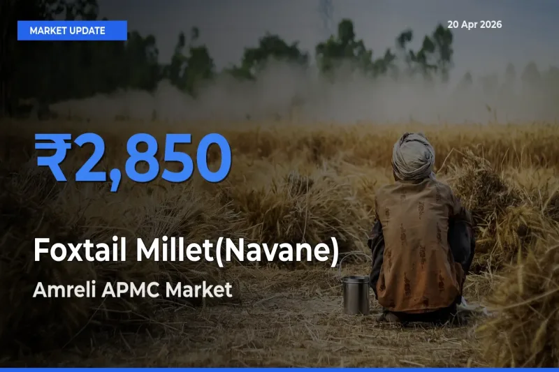 Top Performer! Amreli APMC Offers Best Foxtail Millet(Navane) Price Today