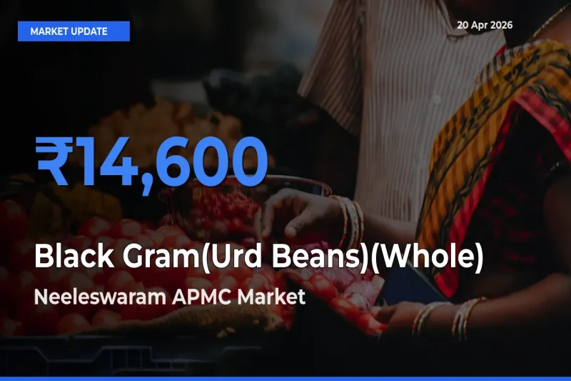 Neeleswaram APMC Offers ₹14,600 – Highest Black Gram(Urd Beans)(Whole) Rate Today