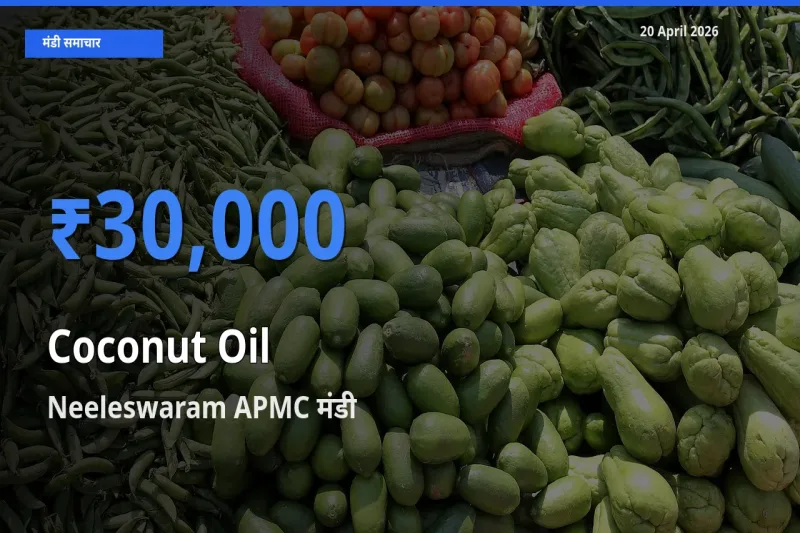 आज का मंडी भाव: नारियल का तेल के सबसे ज़्यादा दाम Neeleswaram APMC में