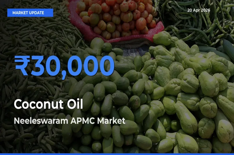 Top Performer! Neeleswaram APMC Offers Best Coconut Oil Price Today