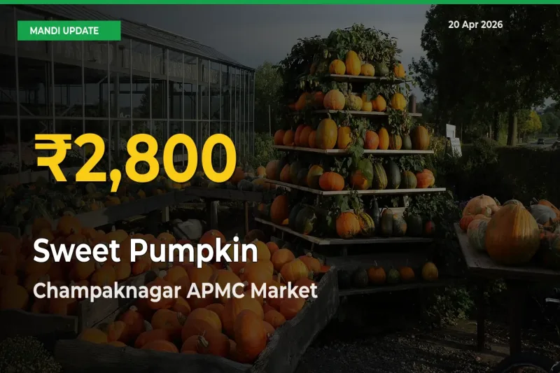 Why Sweet Pumpkin Prices Are Climbing in Champaknagar APMC – Today’s New High Explained