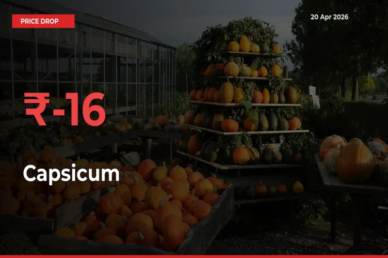 Why Capsicum Prices Fell 15.64% in a Day at Mandis
