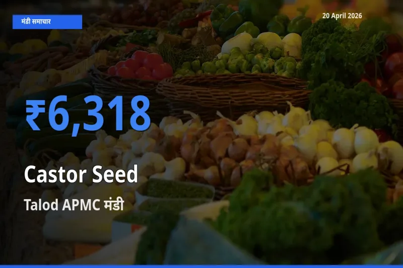 आज अरंडी का बीज के सबसे ज़्यादा दाम Talod APMC मंडी में दर्ज