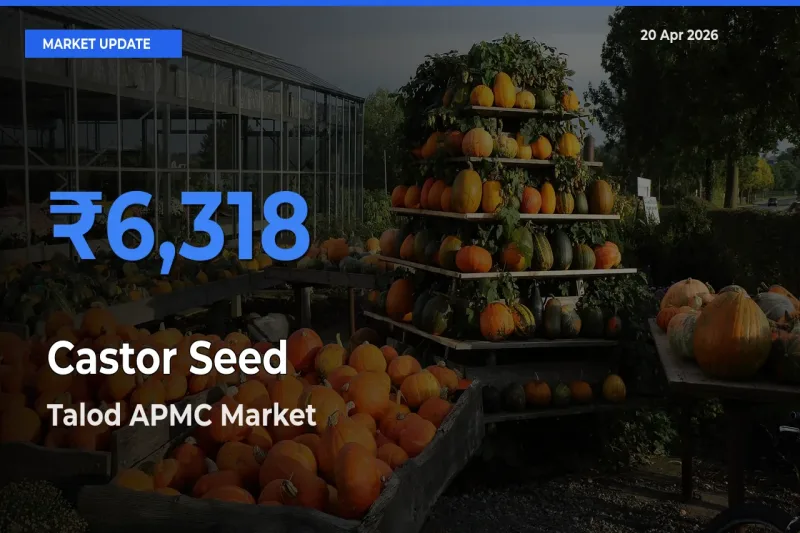 Talod APMC Tops Castor Seed Rates – April 20 Market Update