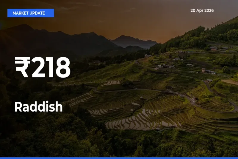 Raddish Mandi Prices Move in Sync Across Major Markets Today