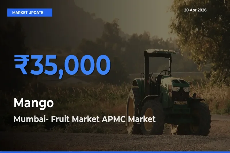 Mango Mandi Rate Today: Mumbai- Fruit Market APMC Tops the List
