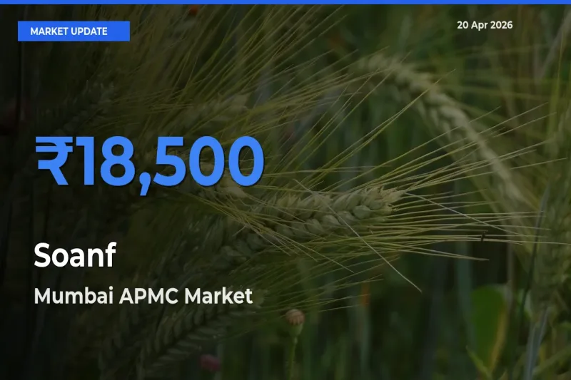 Mumbai APMC Emerges as Top Mandi for Soanf Prices Today