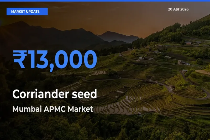 Mumbai APMC Tops Corriander seed Mandi Rates Today