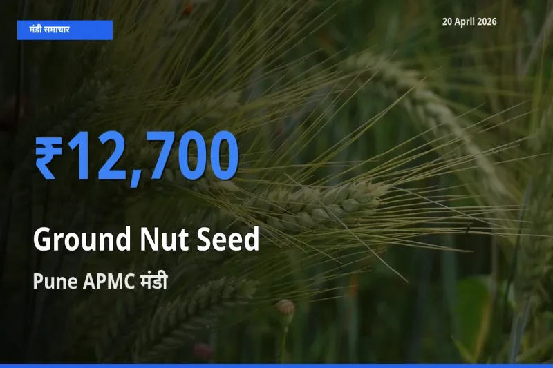 Pune APMC मंडी में मूंगफली बीज ₹12,700 पर पहुँचा – आज का सर्वोच्च भाव