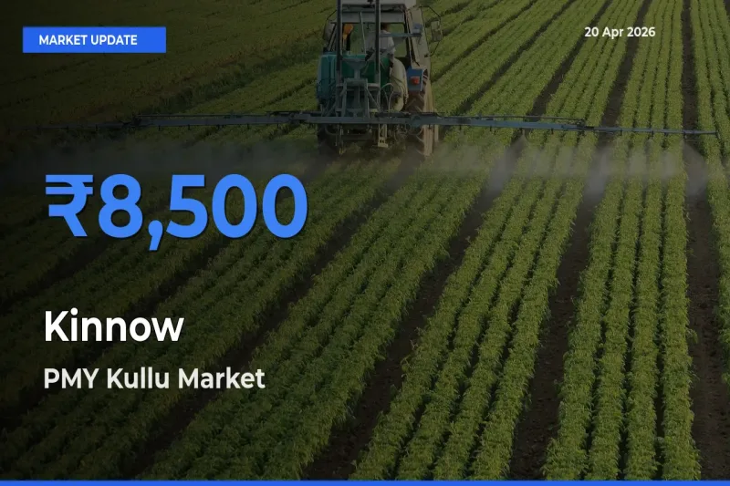 PMY Kullu Records Highest ₹8,500 Rate for Kinnow