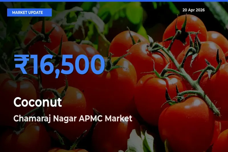 Farmers Prefer Chamaraj Nagar APMC as Coconut Hits Highest Rate