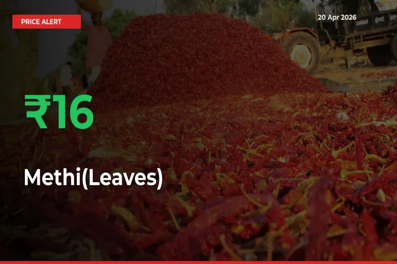 Big Rally! Methi(Leaves) Climbs 15.92% in 24 Hours at Top Mandis