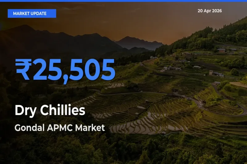 Gondal APMC Leads as Top Mandi for Dry Chillies Prices