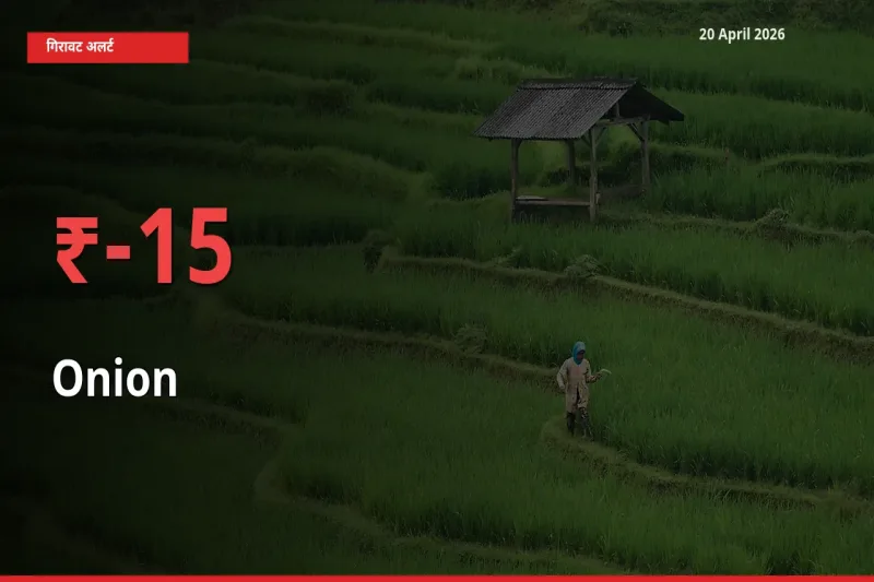 20 April अपडेट: प्याज के दाम मंडी में 15.46% गिरे