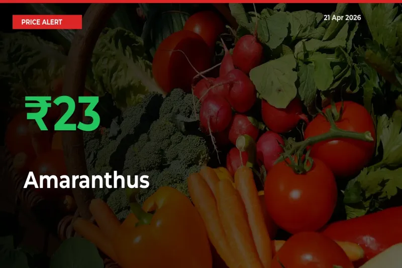 This Mandi Records 23.48% Jump in Amaranthus Prices