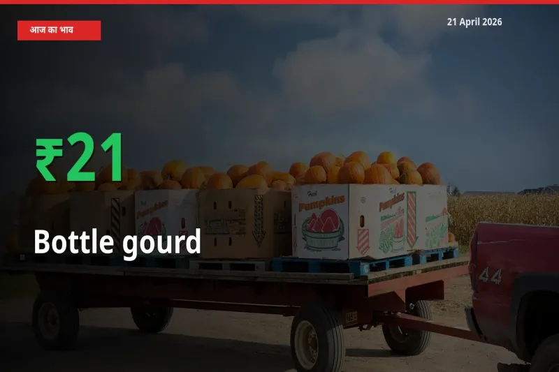 लौकी के दाम प्रमुख मंडी में 21.11% बढ़े, 24 घंटे में बड़ा बदलाव