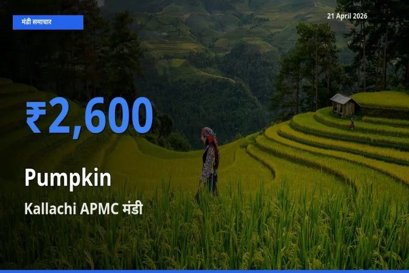 टॉप मंडी बना Kallachi APMC! कद्दू के सबसे ऊँचे दाम यहीं दर्ज