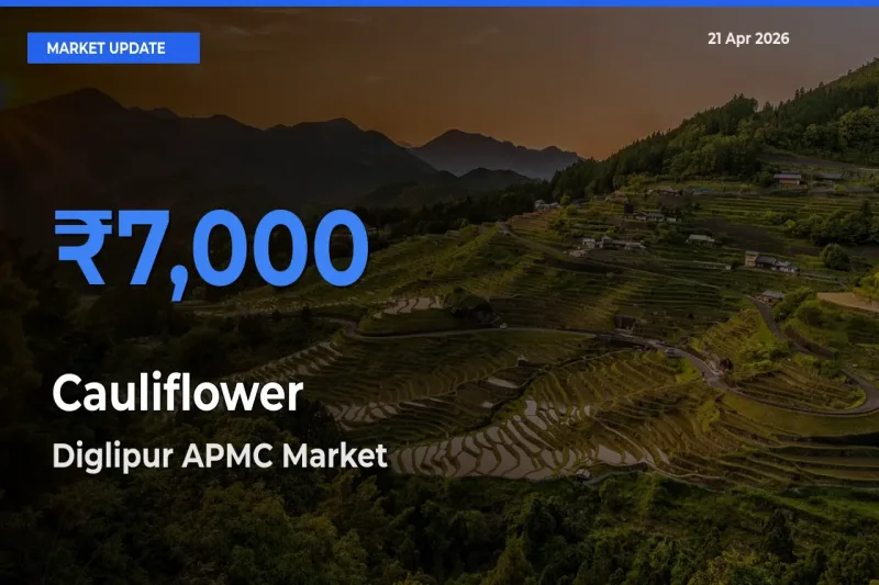 Farmers Prefer Diglipur APMC as Cauliflower Hits Highest Rate