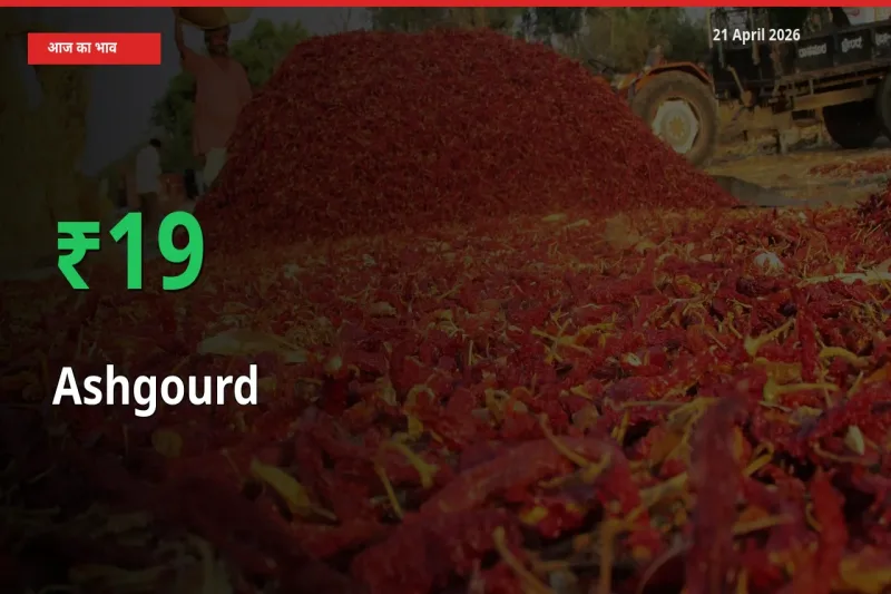 पेठा कद्दू 19.41% उछला, मंडी
