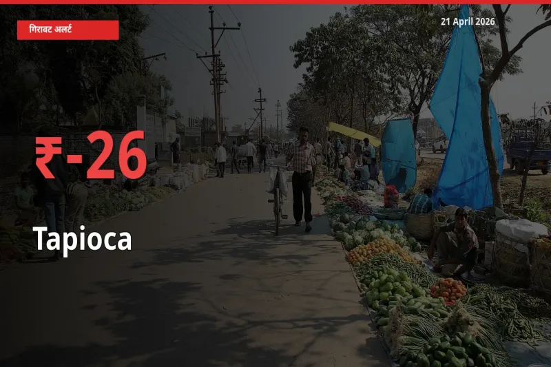 साबूदाना 26.49% गिरा, मंडी