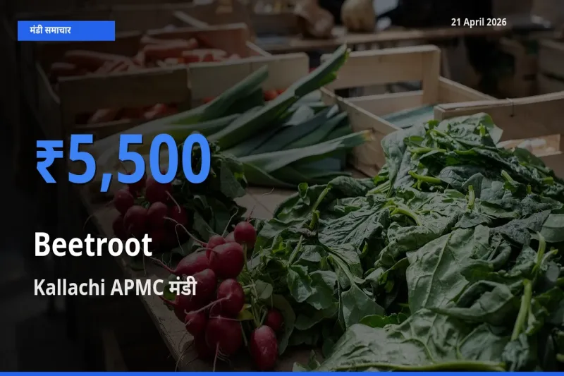 Kallachi APMC मंडी में चुकंदर ₹5,500 पर पहुँचा – आज का सर्वोच्च भाव