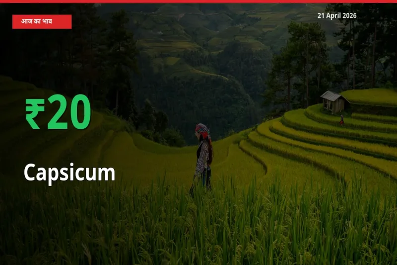 शिमला मिर्च 20.1% उछला, मंडी