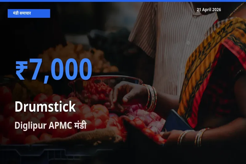 Diglipur APMC में सहजन (मुनगा) का आज सबसे ऊँचा भाव