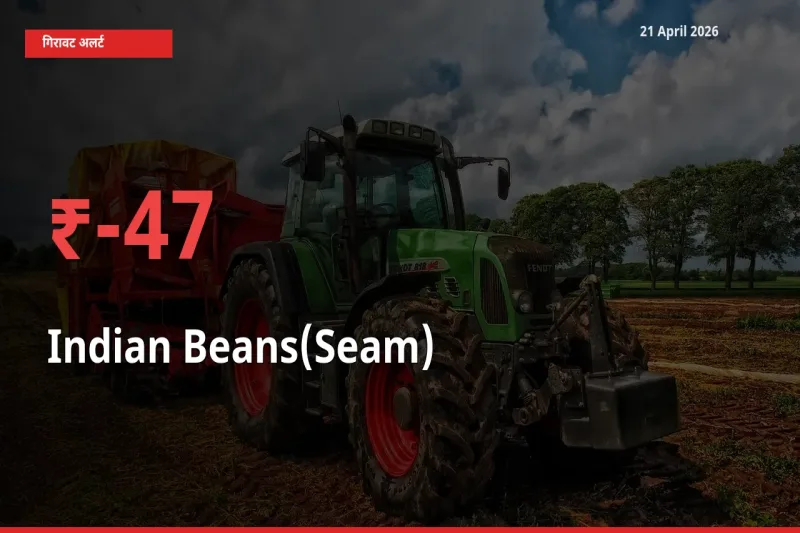 किसानों की चिंता बढ़ी! स्थानीय मंडी में सेम (देशी) 47.44% गिरा