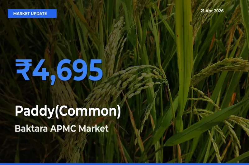 Baktara APMC Leads as Top Mandi for Paddy(Common) Prices