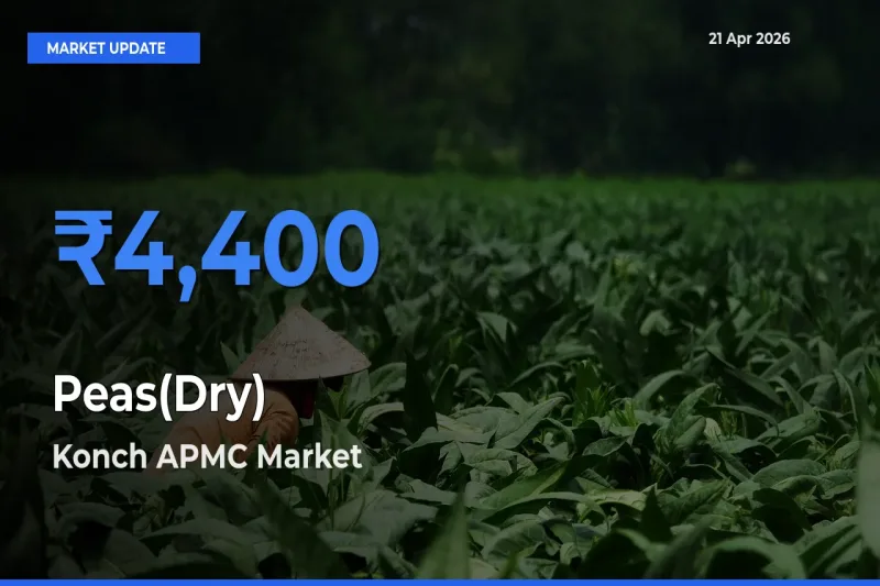 Konch APMC Records Highest ₹4,400 Rate for Peas(Dry)