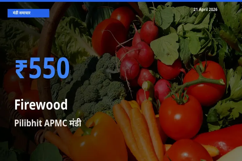 21 April अपडेट: जलावन लकड़ी के सबसे ऊँचे दाम Pilibhit APMC मंडी में