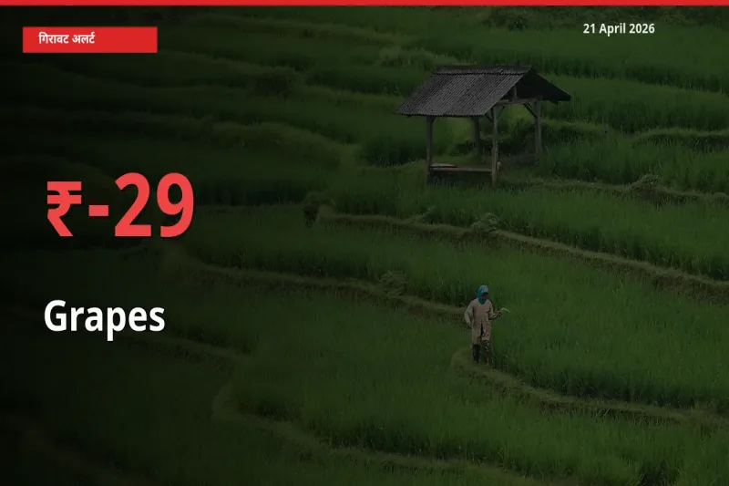 स्थानीय मंडी में अंगूर के दाम अचानक 28.9% गिरे, किसानों की चिंता बढ़ी
