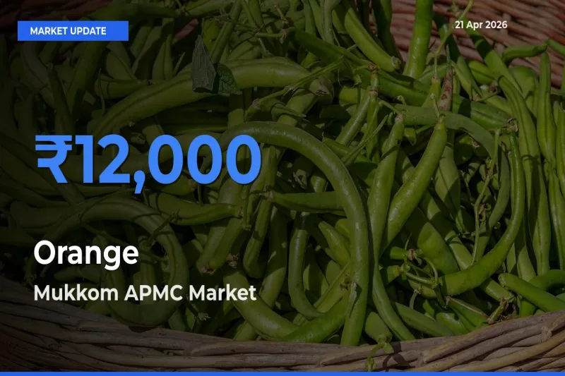 Market Watch: Mukkom APMC Becomes Top Mandi for Orange