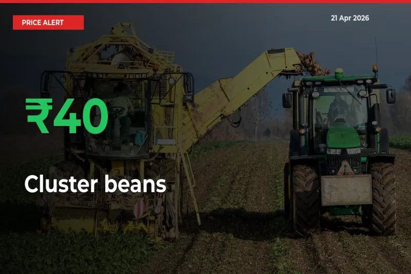 Cluster beans Prices Rise 39.66% in a Day at Major Mandis