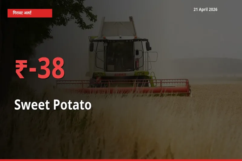 आज का मंडी भाव: शकरकंद के दाम मंडी में 37.57% नीचे
