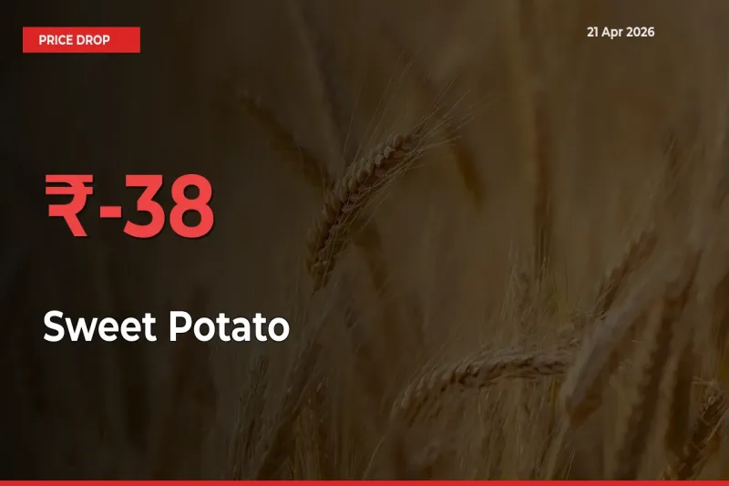 Sudden Shock! Sweet Potato Drops 37.57% in 24 Hours at Top Mandis