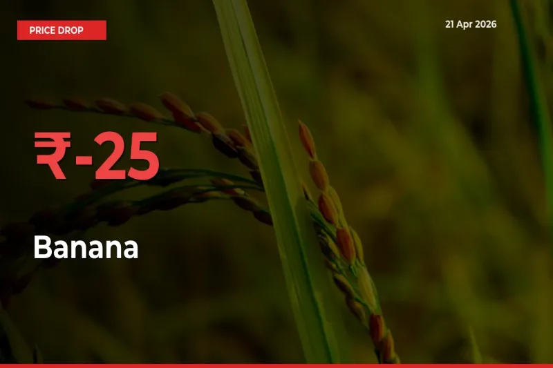 Banana Mandi Rate Today: Prices Fall 25.22% at Market