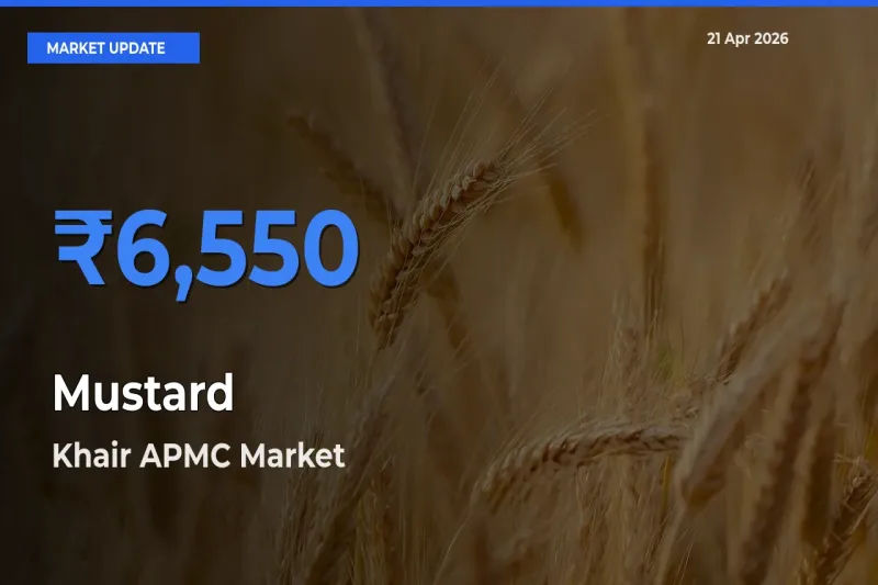 Khair APMC Records Highest ₹6,550 Rate for Mustard