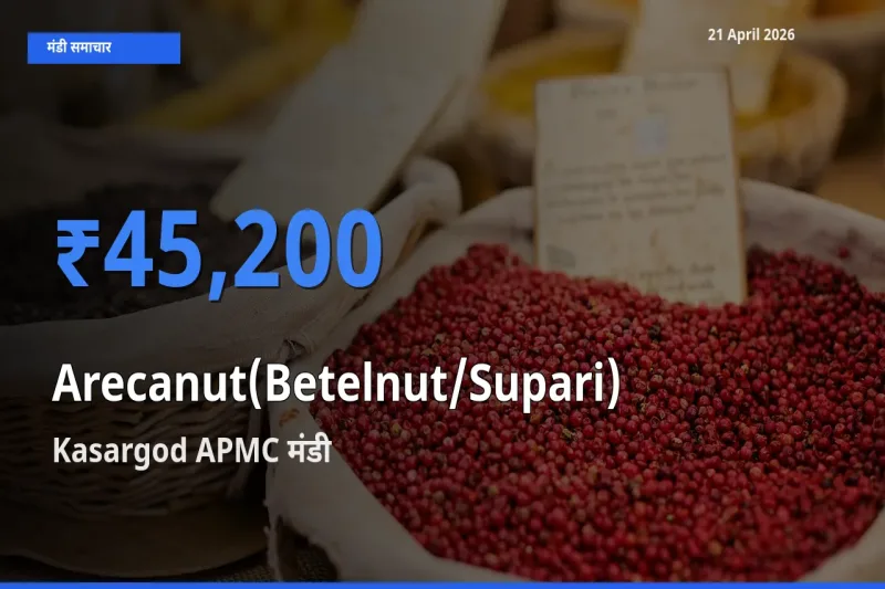 आज का मंडी भाव: सुपारी के सबसे ज़्यादा दाम Kasargod APMC में