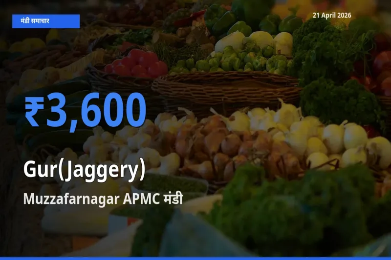 किसानों की पसंद बना Muzzafarnagar APMC, गुड़ के सबसे अच्छे दाम