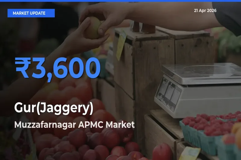 Gur(Jaggery) Mandi Rate Today: Muzzafarnagar APMC Tops the List
