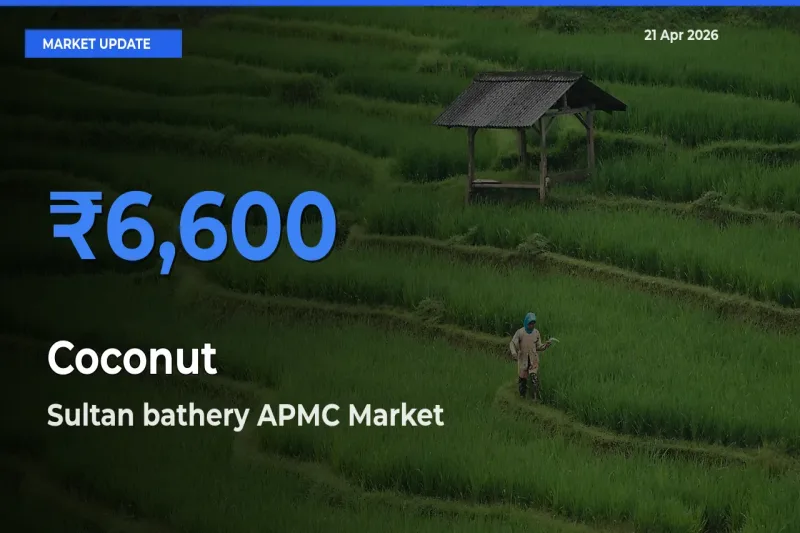 Sultan bathery APMC Emerges as Top Mandi for Coconut Prices Today